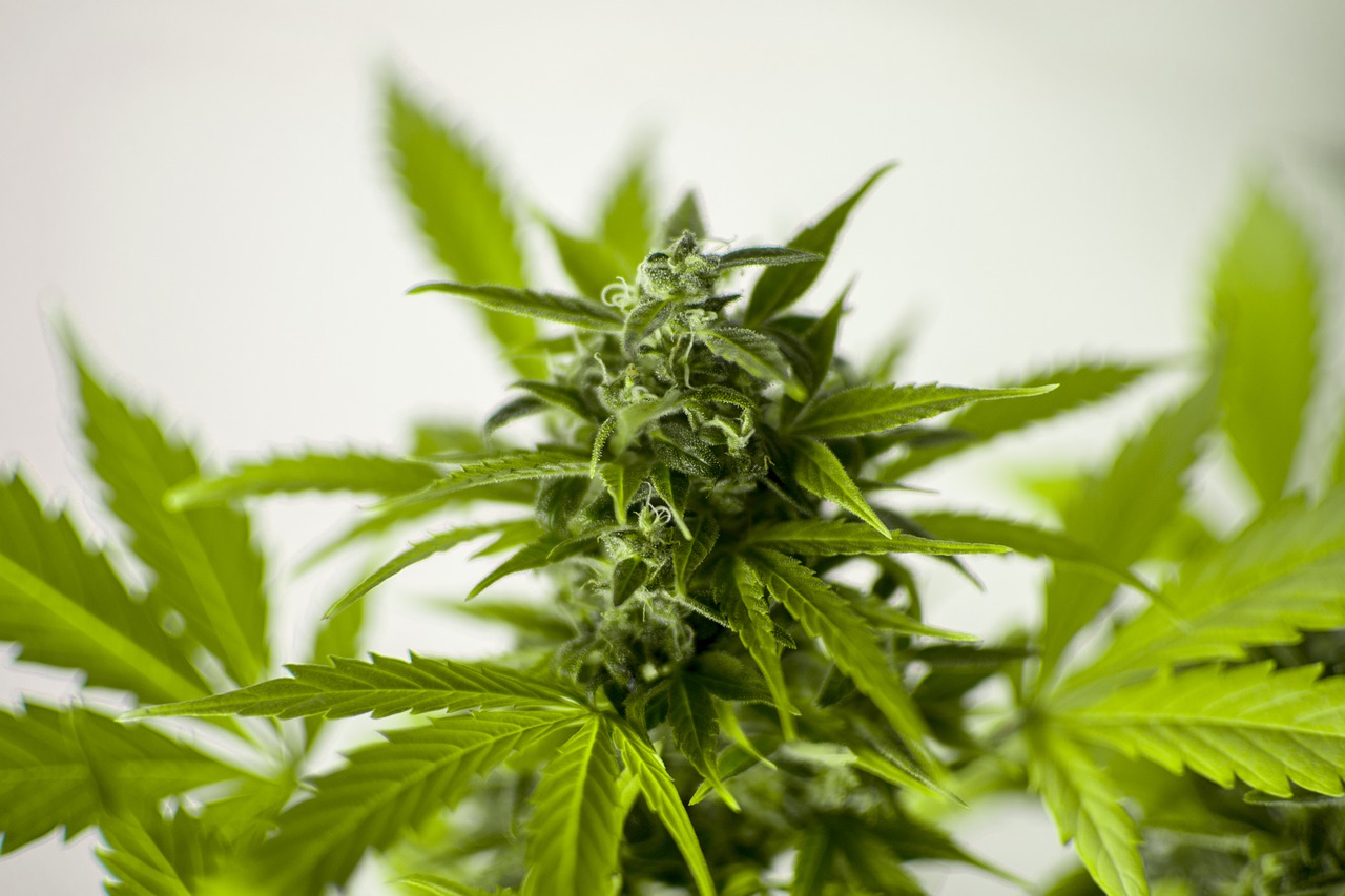 imagen sobre la marihuana medicinal