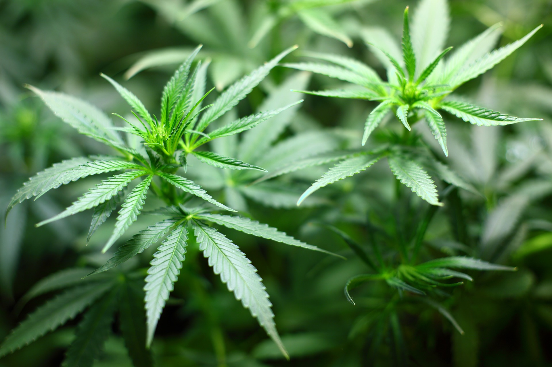imagen sobre la marihuana
