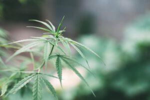 Deinstoxicación de la marihuana - Planta